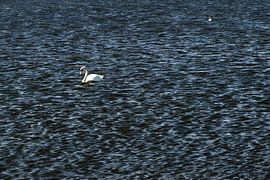 WHITE SWAN 5 by Miroslav Ptacek