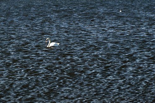 CYGNE BLANC 5