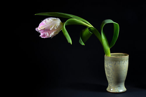 Papagei Tulpe Blume in weiß und rosa mit Wassertropfen in einem gree