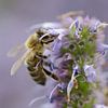 Bee on a flower by Rene Mensen