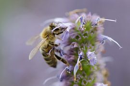 Bee on a flower by Rene Mensen