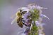 Bee on a flower sur Rene Mensen
