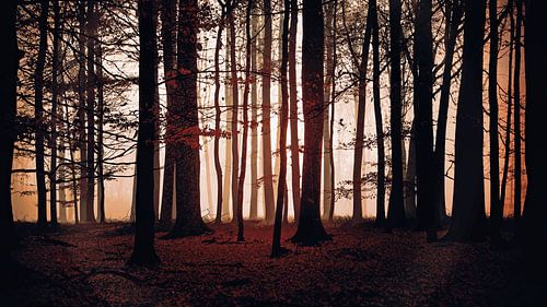 Rustige zonsondergang in het bos van Claudia Rotermund
