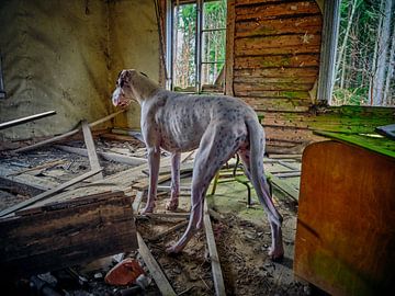 Ein Jahr alte Grand Danois in einem verlassenen Haus in Småland, Schweden. von Magnus Møller