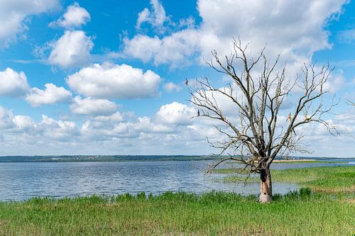 Lac Dabie sur Richard Wareham