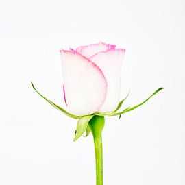 Paarse Roos von Niels van der Perk