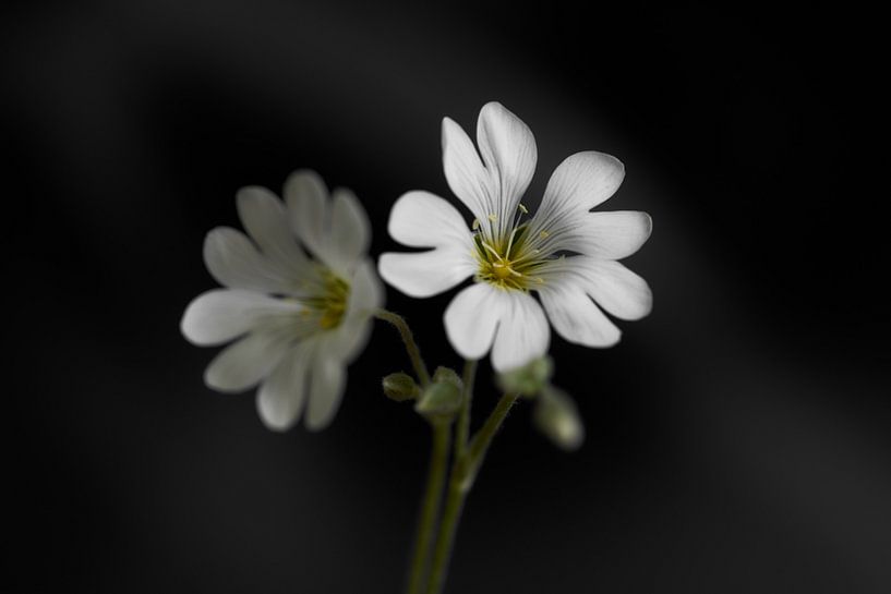 Witte Viltige Hoornbloem op zwarte achtergrond van Ad Jekel