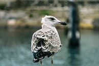 Zeemeeuw in de haven van Bild.Konserve thumbnail