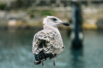 Mouette dans le port sur Bild.Konserve