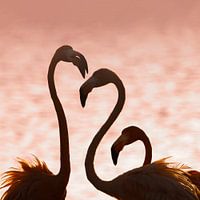 Flamingo's in het laatste licht