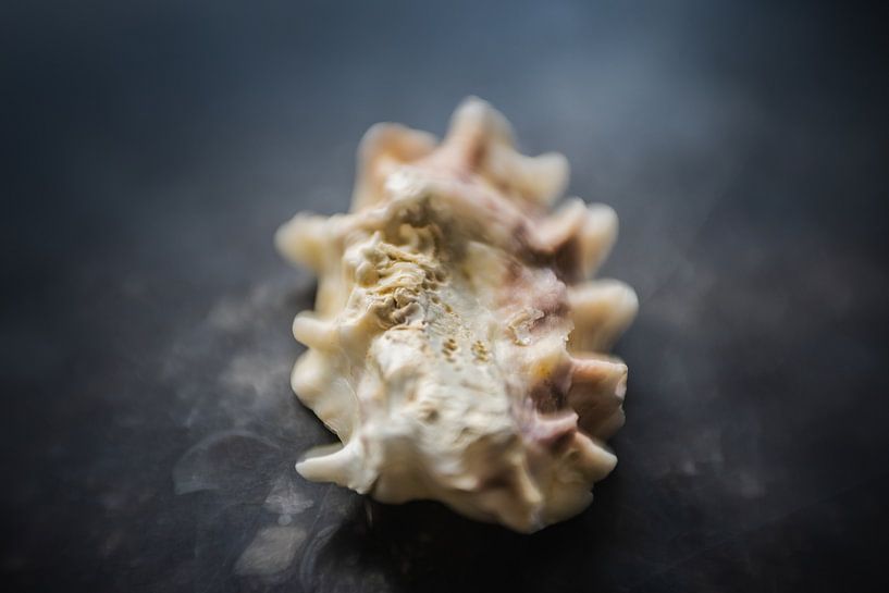 shell 1 by Paquita Six