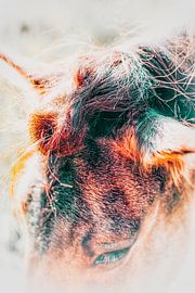 Regenbogenmonde von Maneschijn FOTO