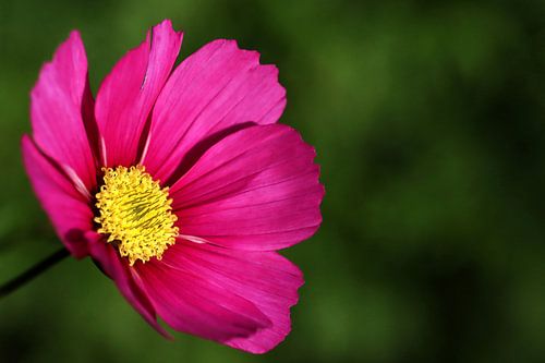 Pink Cosmea