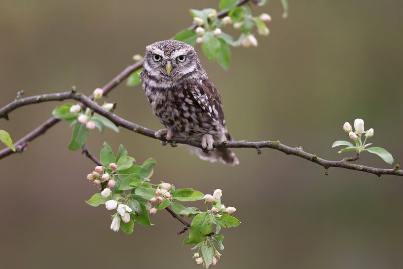 Chouette chevêche (Athene noctua) par Ronald Pol