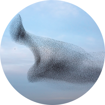 Spreeuwenzwerm met roofvogel. van Franke de Jong