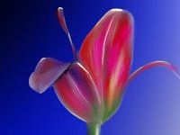 Tulpe aus Amsterdam