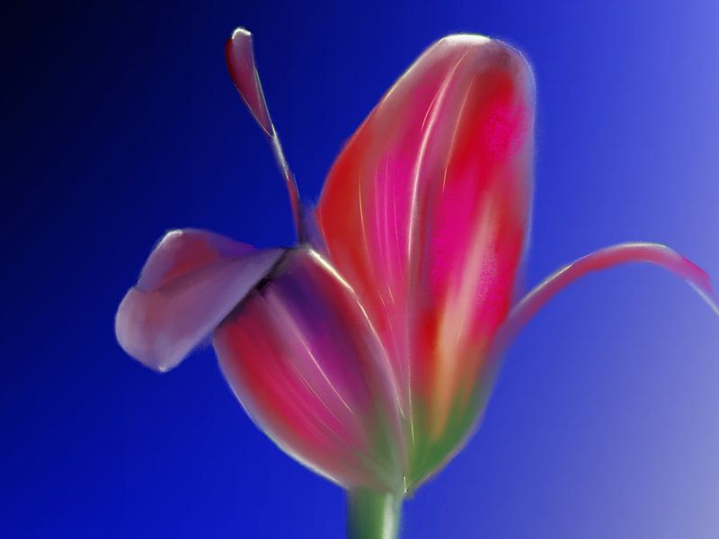 Tulip from Amsterdam by Blckwork ..
