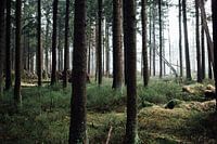 Mystiek Harz naaldbos