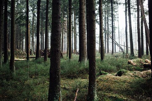 Mystical Harz coniferous forest