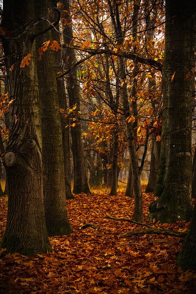 Wald Weert von Gerard Glavimans