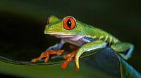 Red-eyed tree frog in Tortuguero NP, Costa Rica by Henk Meijer Photography thumbnail
