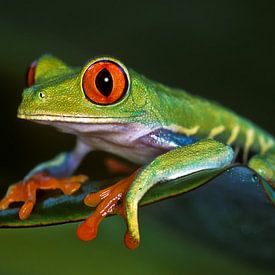 Rotaugenlaubfrosch im Tortuguero NP, Costa Rica von Henk Meijer Photography