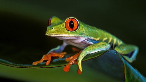 Roodoog boomkikker in Tortuguero NP, Costa Rica