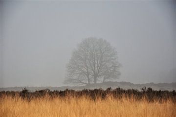 eenzame boom van José Batterink