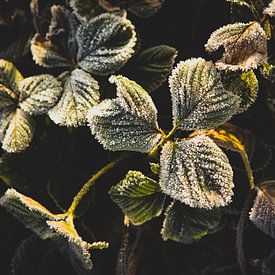 Strawberries with a layer of ripe by Theo Klos