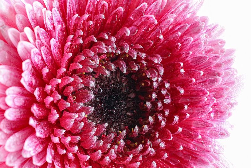 Chrysantheme von Albert Mendelewski