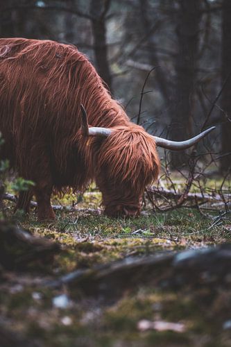 Scottish Highlander, Wezepsche Heide