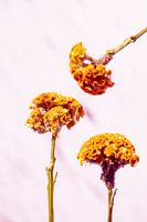 Dance of the Cockscomb - Flowers in Motion