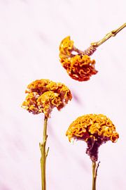 Dance of the Cockscomb - Flowers in Motion by Delphine Chevalier