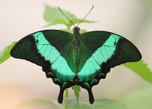 le machaon à rayures vertes