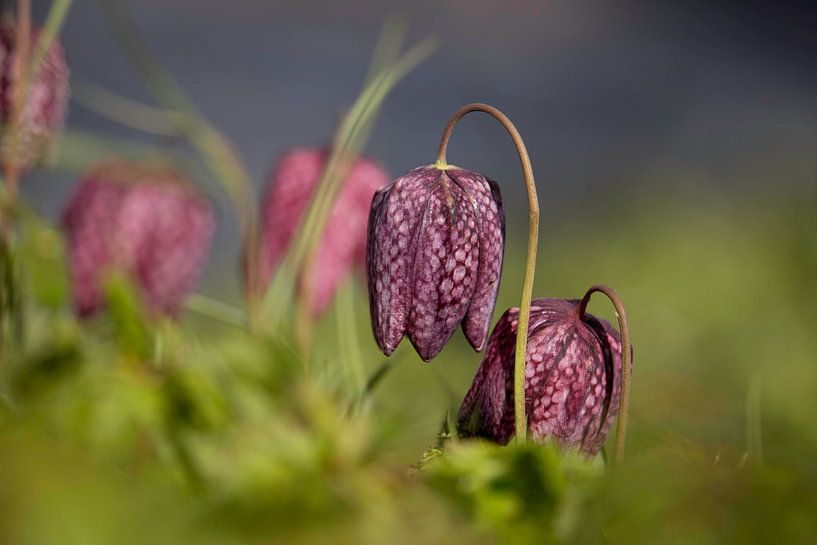 Kievitsbloem von Urselafotografie