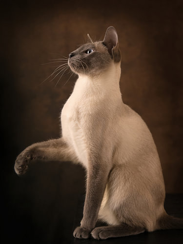 Siamese cat gives a paw