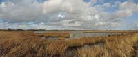 Boerenveensche plassen bij Hoogeveen