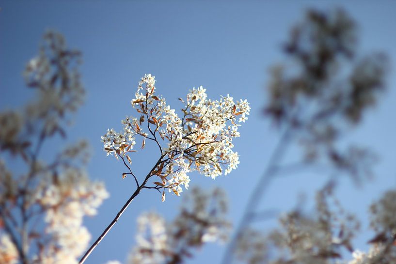 Blossom through the branches by Roberto Zea Groenland-Vogels