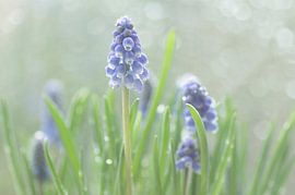 Soft blue (blue grapes in soft colours)