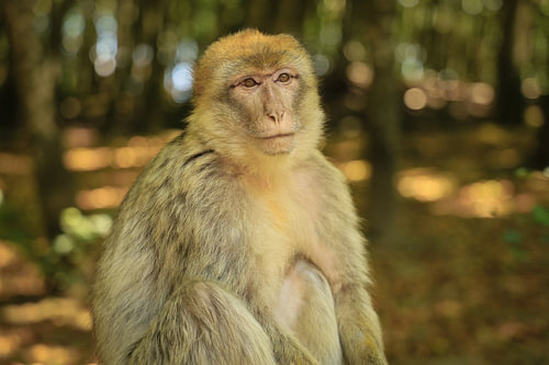 Barbary macaque