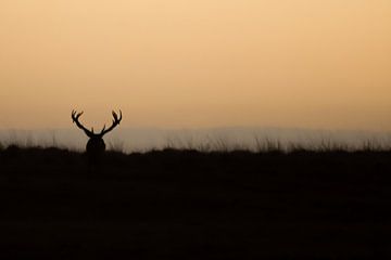 Edelhert in zonsondergang van Danny Slijfer Natuurfotografie