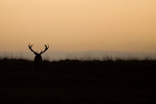 Edelhert in zonsondergang