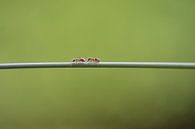 Ameisen unterwegs von Eveline De Brabandere Miniaturansicht