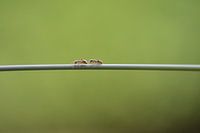 ants out and about