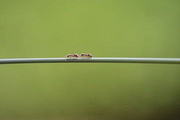 Ameisen unterwegs von Eveline De Brabandere