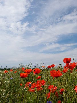 Papaver in een verkrachtingsveld