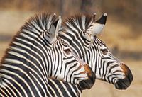 Alertness in black and white stripes.