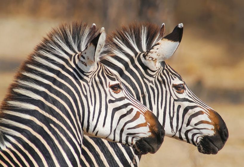Alertness in black and white stripes. by Zeno Swijtink