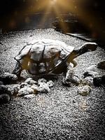 Grote Caribbean landschildpad