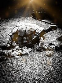 Grote Caribbean landschildpad by Renee Alexandra Serlier